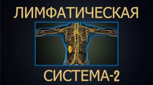 Лимфатическая система от BIOMACHINE