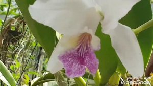 Mesmerizing Cattleya Lueddemanniana var Coerulea