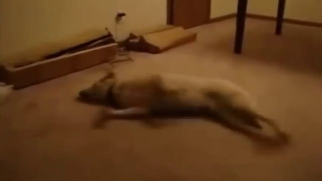 Собака охотится во сне смотреть онлайн