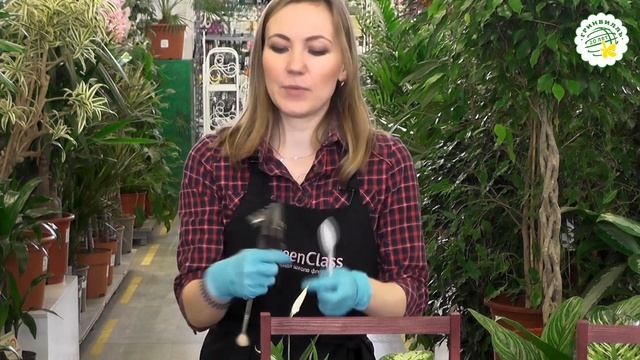 Мастер-класс: композиция из комнатных растений в эко-стиле смотреть онлайн