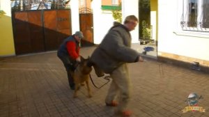 Дрессировка собак. ЗКС (защитно-караульная служба)