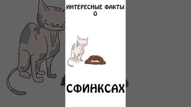 "Интересные факты о Сфинксах" #кошки #сэмонелла #шортс #авызналиэто #животные #иф #сфинкс