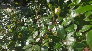 Сочетание сортов роз в розарии.Клумба №1.