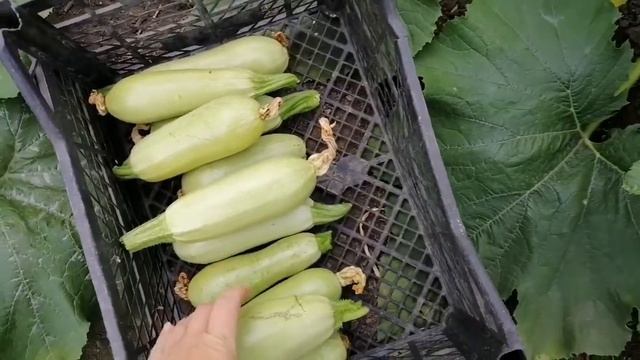 Кабачки завалили урожаем/Собираю урожай кабачков/Соусники