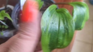 Мои хосты сорта Valleys Kumo, Monkey business, Secret Treasure, HOLAR CRIMSON GRAPE, ВТОРАЯ ЧАСТЬ