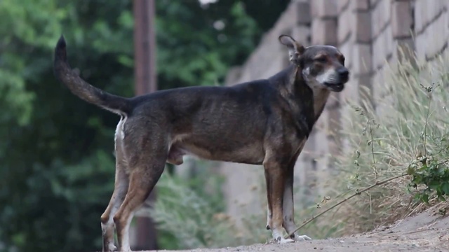 Пёс в Макеевке смотреть онлайн
