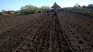 Посадка картофеля сажалкою с помощью мотоблока!!!