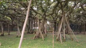 I Visited The World's WIDEST Tree for #teamtrees