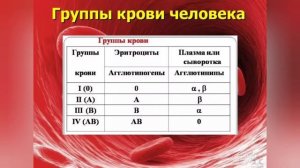 Из чего состоит кровь