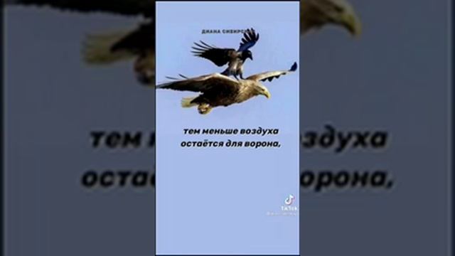 Будь как орёл Единственная птица, кто осмеливается клевать орла – ворон. смотреть онлайн