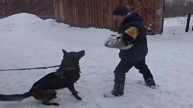 Рабочий момент с немецкой овчаркой Олимпом.