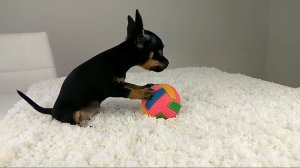 Русский той, Той-терьер, собаки той, терьеры, щенки , мини той, тойчики, чихуахуа, Купить той терье