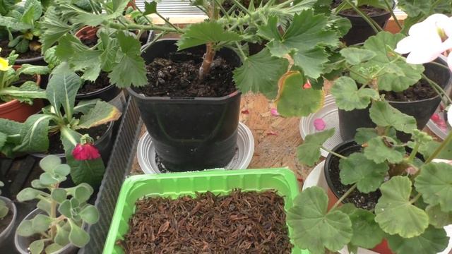 Подкормка пеларгонии в период "полупокоя" смотреть онлайн