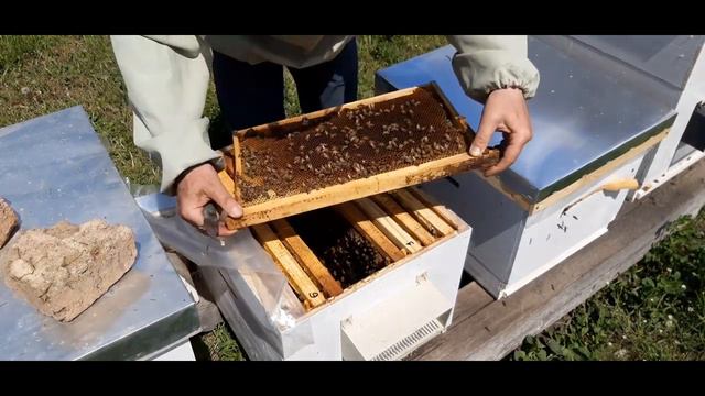 КАК ЭТО??????БАКФАСТ планировал сделать тихую смену и отпустил рой?.аномальный год. аномальная весн смотреть онлайн