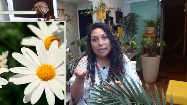 #LIVE 12 - Plantas de Primavera e como Cultivá-las #plantasdeprimavera смотреть онлайн