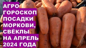 Агрогороскоп посадки моркови, свёклы на апрель 2024 Agrohoroscope for planting carrots and beets for