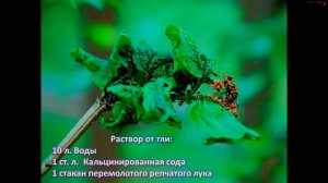 Кальцинированная СОДА применение в саду