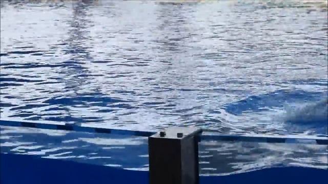 Loro Park - Tenerife (Лоро Парк Тенерифе). Шоу касаток! Трогательно до слез! смотреть онлайн