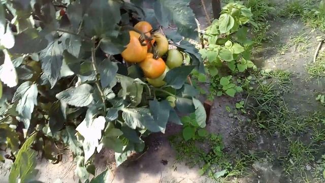 Томат Азия и Мей Шуай. смотреть онлайн