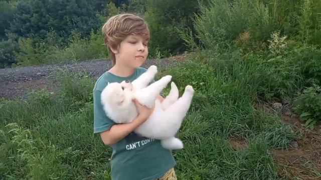 Щенок акита с длинной шерстью, мальчик смотреть онлайн