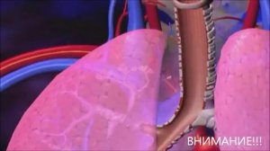 как вирус гриппа попадает