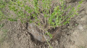 Подкормка крыжовника весной