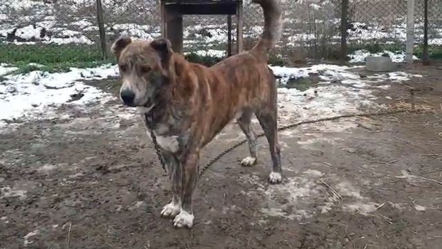 Пират 2.4.г.вес 75-78 кг.Сын Шункара двух-го ЧК в тяж. весе от д. Лоти чемпиона Грузии, Джульды. смотреть онлайн