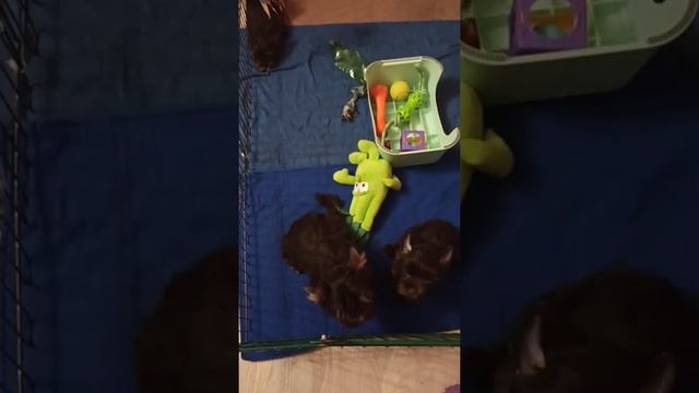 Шоколадные йорки) милые детки