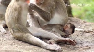 Funny Animals, Baby Monkey play and eat his brother cock, Funny baby