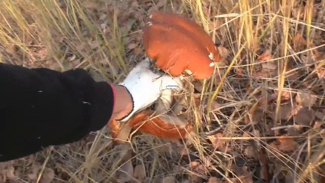 ЦАРСКИЕ ГРИБЫ РЫЖИКИ!!! Сбор рыжиков осенью