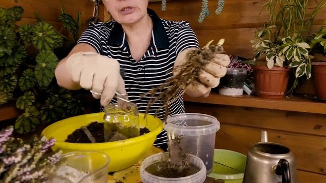 Ранняя покупка растений.Делим и сажаем ирис
