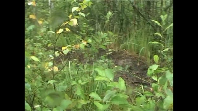 Грибной денёк ! смотреть онлайн