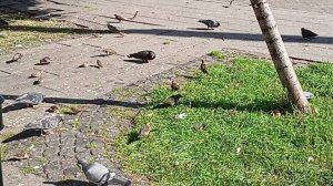 Птичий перекус