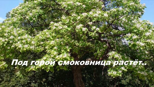 Под горой смоковница растёт..