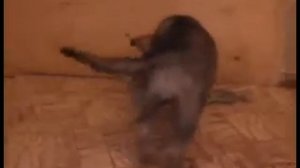 перепелиное яйцо