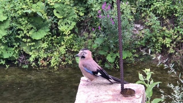 ВОРОБЕЙ АТАКУЕТ СОЙКУ смотреть онлайн