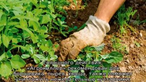 Чем полить траву, чтобы она не росла