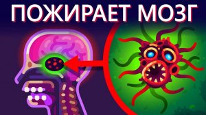 Самый ужасный паразит - Амеба пожирающая мозг