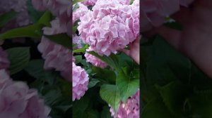 Крупнолистная гортензия, " Бесконечное лето"