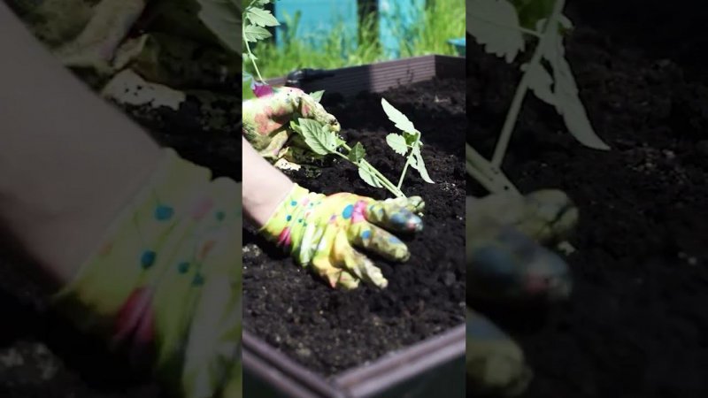 Можно ли сажать томаты и баклажаны рядом ?