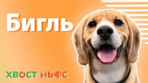 Все о породе бигль