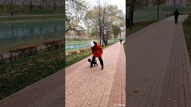 Пудель Фьерт. Дрессировка собак. Осенний урок 1. Учим хождение задом. Змейка назад с собакой.