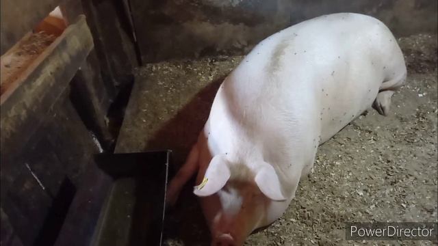 Про карантин. Есть свинина. Лучшая отрава от крыс. смотреть онлайн