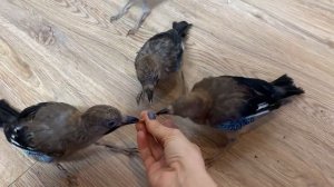 СОЙКИ ЛЮБЯТ ЗОФОБАС ?