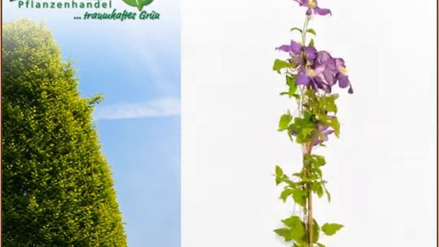 Clematis смотреть онлайн