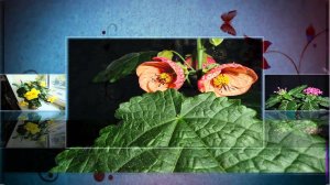 От бегонии до адениума ч 1