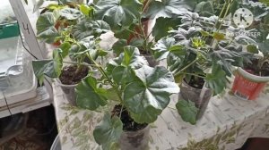 Сибирь. Обзор Пеларгонии в домашних условиях.