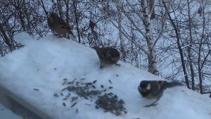 воробьи и синицы едят семечки