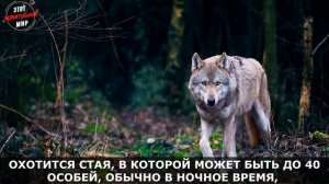 Серый Волк: санитар леса и самый крупный из Псовых. Интересные факты о Волке Обыкновенном