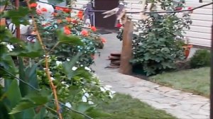 Водопад из камня песчаника коричневого